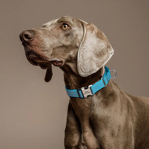 SafeGlow Personalized Dog Collar - GoPoofy