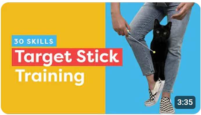 30 Skills To Teach Your Cat