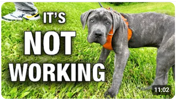 How to Get Your Dog to Pay Attention in Busy Environments