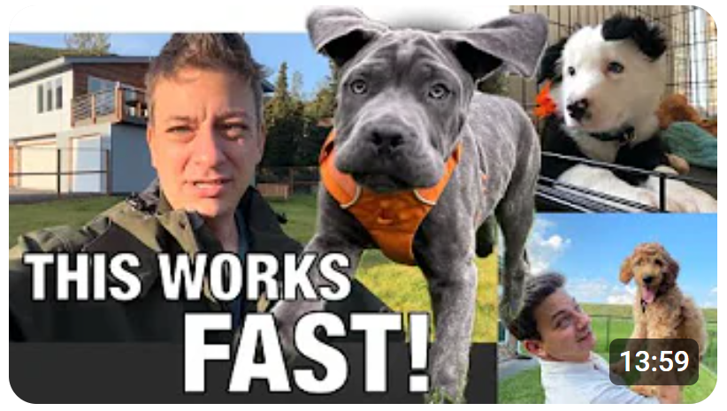 How to Potty Train Your Dog FAST! Updated for 2024!