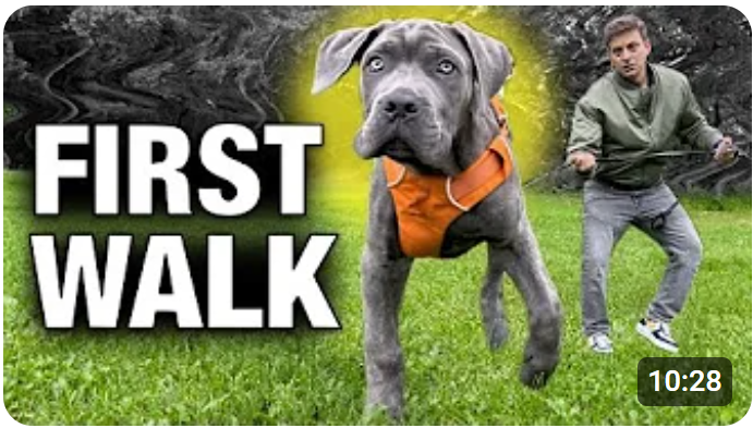 How to Stop Any Leash Problem with Any Dog on Day 1!