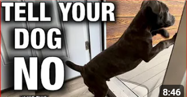 How to Get Your Dog to Stop Doing ANYTHING