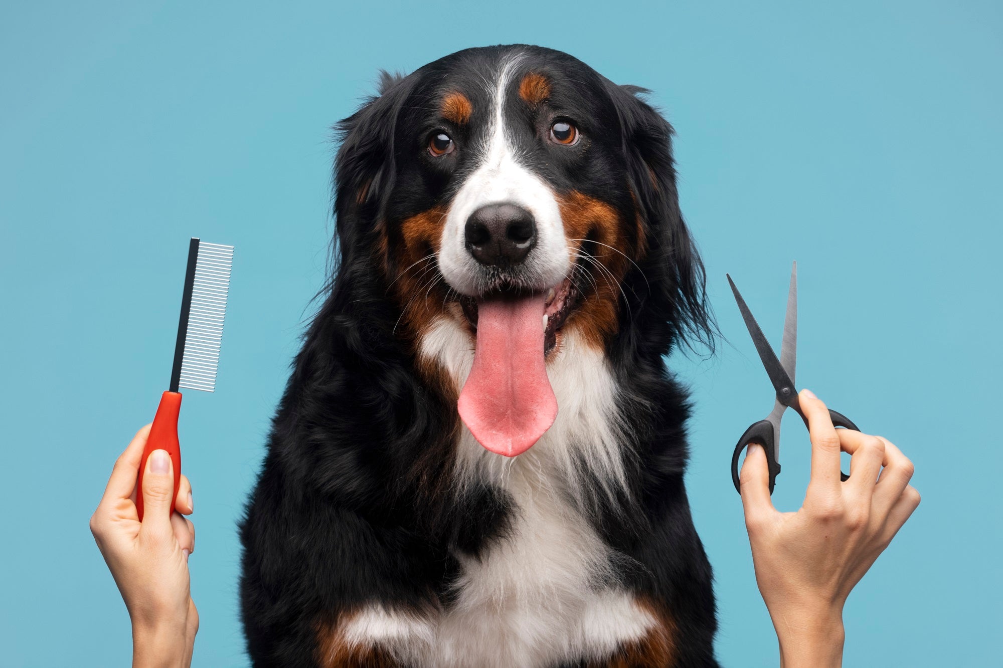 Ultimate Guide to the Best Dog Grooming Vacuum and Dryer for Shedding Hair