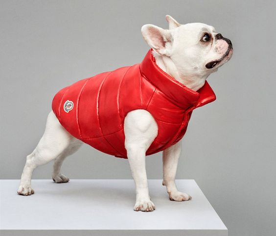 Top 10 Trendiest Pet Outfits for Fashionable Pups
