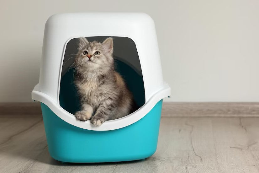 Litter & Housebreaking