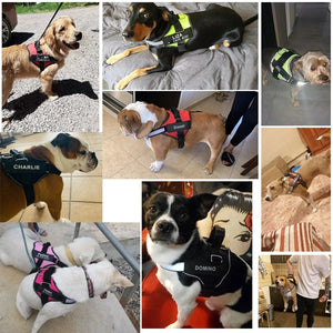 EasyWalk Reflective Dog Harness - GoPoofy