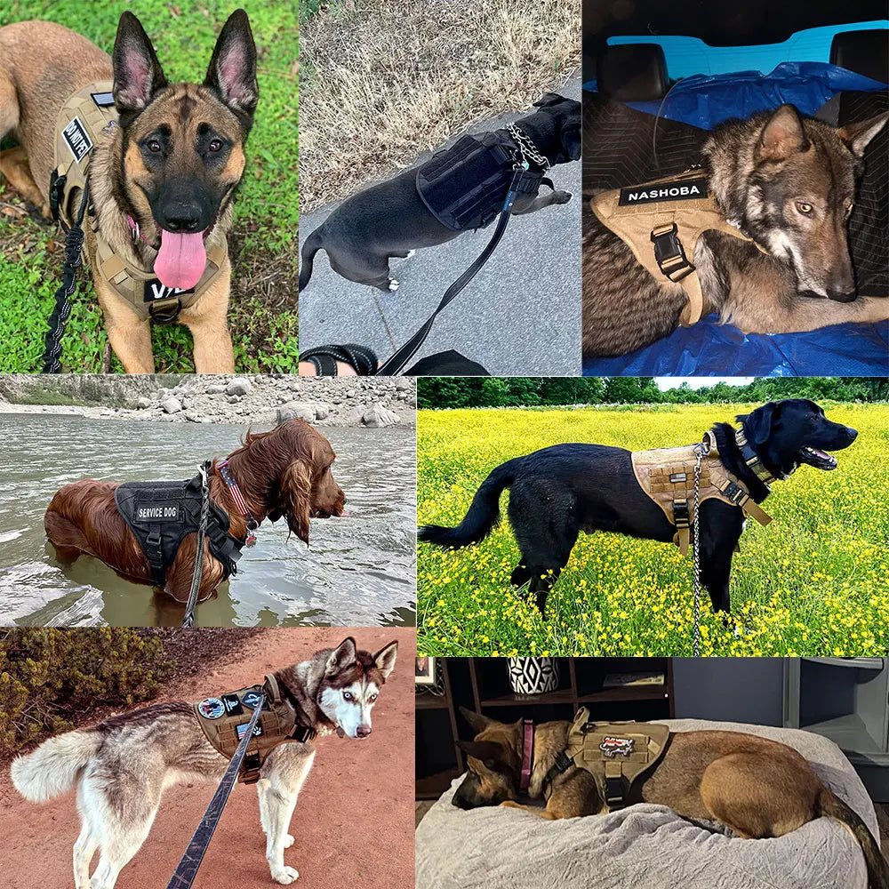 ProFit Large Dog Harness & Leash Set - GoPoofy