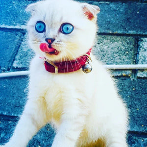 VelvetHeart Cat Collar - GoPoofy