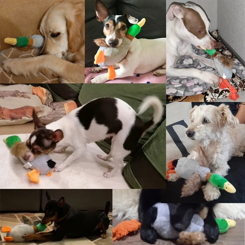 Cute Duck Squeaker Toy - GoPoofy